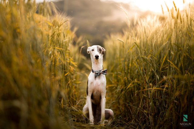 Nadalin Fotografia - Ensaio Pet - Curitiba