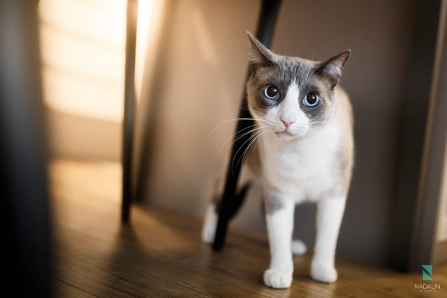 fotografia de gatos - nadalin fotografia