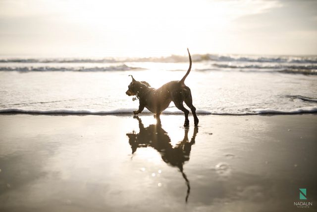 nadalin-fotografia-pet-fotos-ensaio-00004