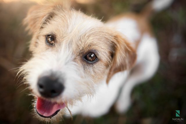 nadalin-fotografia-pet-fotos-ensaio-00019