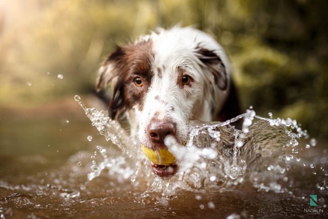 Fotos de grávida com pet - Nadalin Fotografia