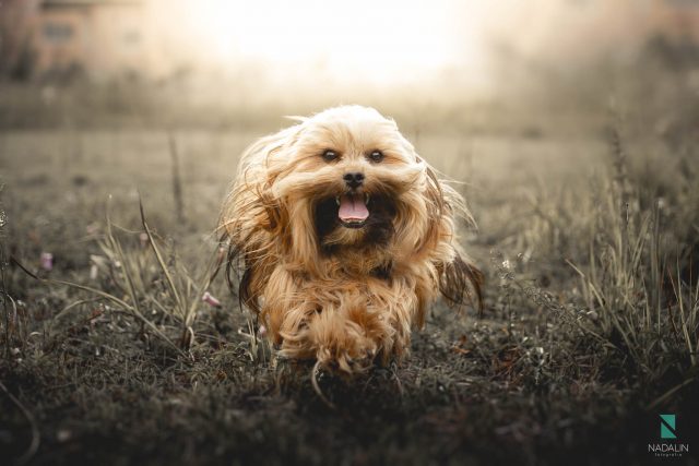 fotografia de cachorro - nadalin fotografia