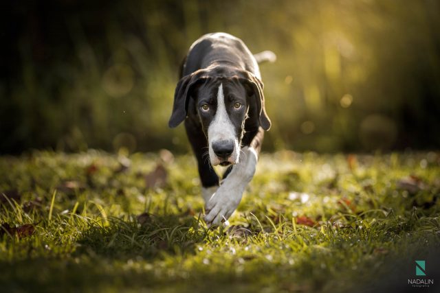 fotografia de cachorro - nadalin fotografia