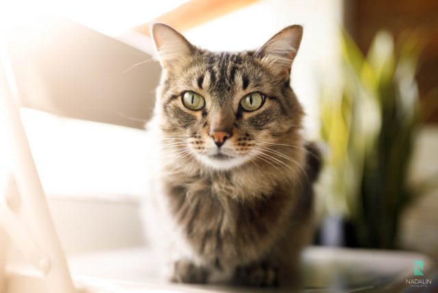 Nadalin Fotografia pet gato