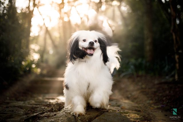 fotografia com cachorros