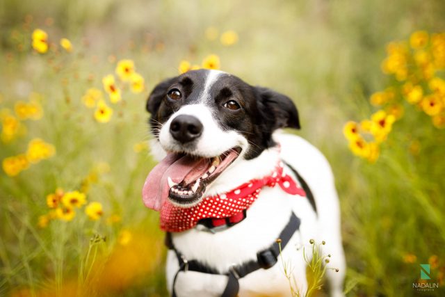 Nadalin Fotografia Pet