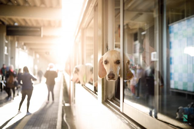 Nadalin Fotografia Pet