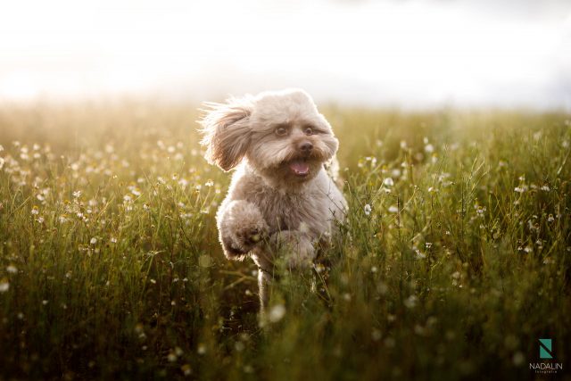 Nadalin Fotografia Pet