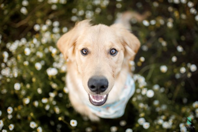 Nadalin Fotografia Pet