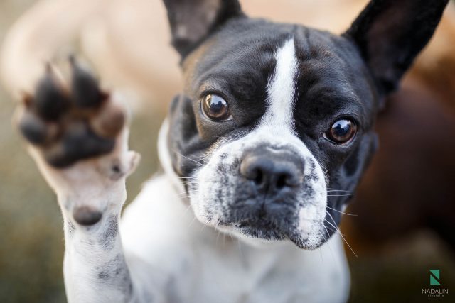 Nadalin Fotografia Pet