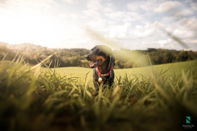 Nadalin Fotografia Pet