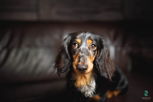 Nadalin Fotografia Pet