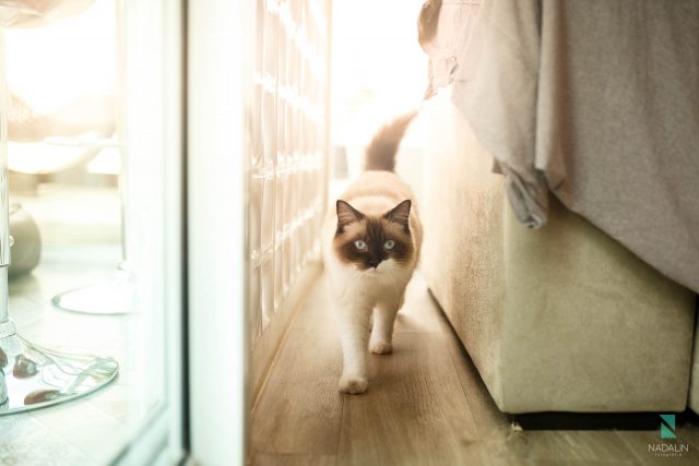 Nadalin Fotografia Pet