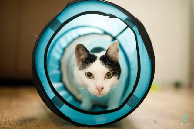 Nadalin Fotografia Pet