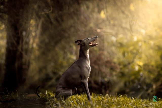 Nadalin Fotografia Pet