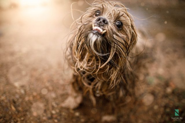 Nadalin Fotografia Pet