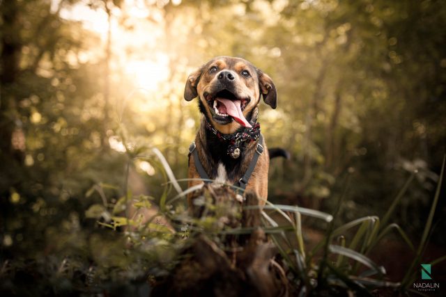 Nadalin Fotografia Pet