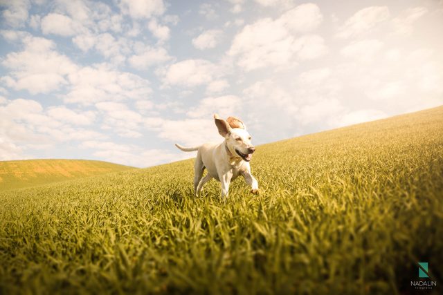 Nadalin Fotografia Pet