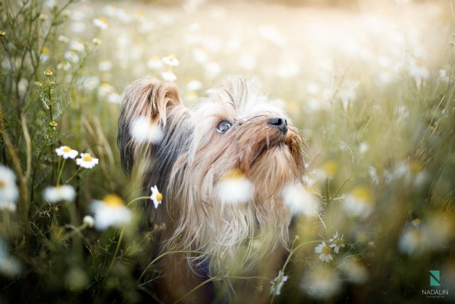 Nadalin Fotografia Pet