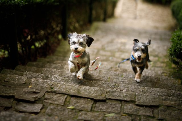 sessão de fotos em família com pets
